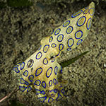 Hapalochlaena sp.
